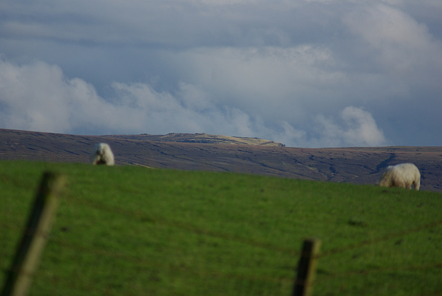 Padfield Views and wildlife