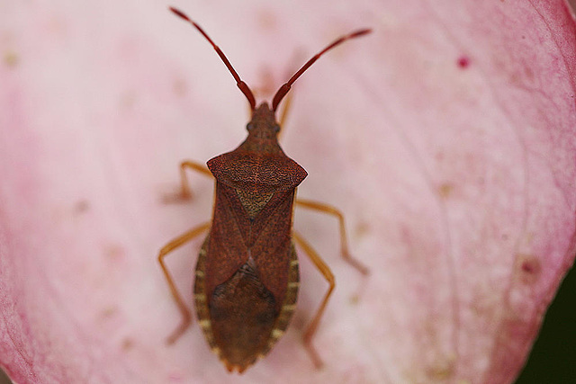 20100618 5956Mw Lederwanze (Coreus marginatus)