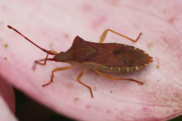 20100618 5957Mw Lederwanze (Coreus marginatus)