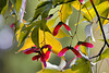 Japanese Maple – National Arboretum, Washington DC