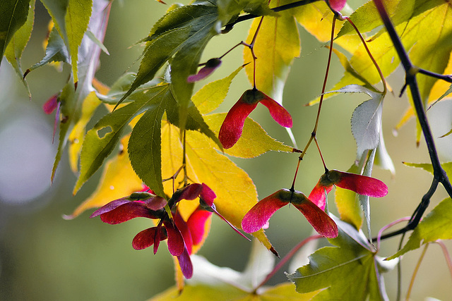 Japanese Maple – National Arboretum, Washington DC