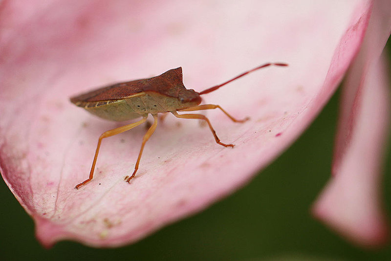 20100618 5965Mw Lederwanze (Coreus marginatus)