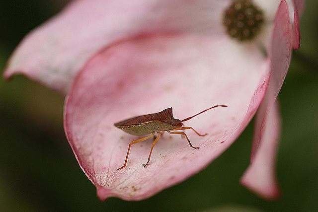 20100618 5966Mw Lederwanze (Coreus marginatus)