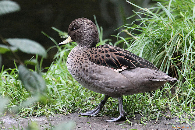 20100902 7872Aw [D~ST] Chile-Krickente (Anas f. flavirostris), Zoo Rheine