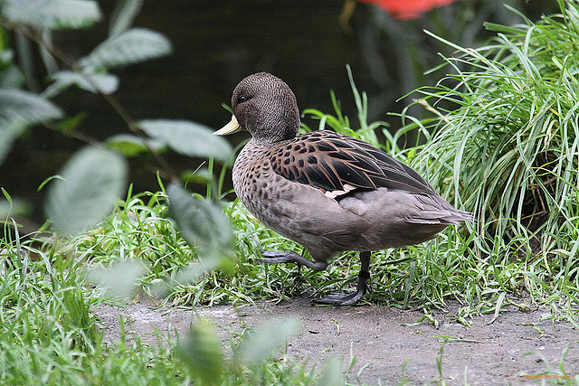 20100902 7873Aw [D~ST] Chile-Krickente (Anas f. flavirostris), Zoo Rheine