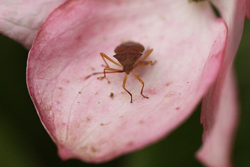 20100618 5968Mw Lederwanze (Coreus marginatus)