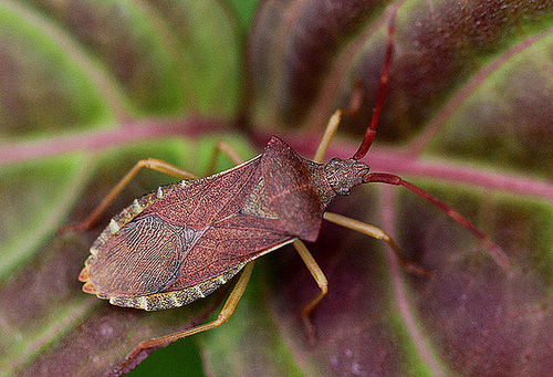 20100618 5990Mw Lederwanze (Coreus marginatus)