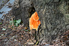 Orange fungus