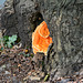 Orange fungus