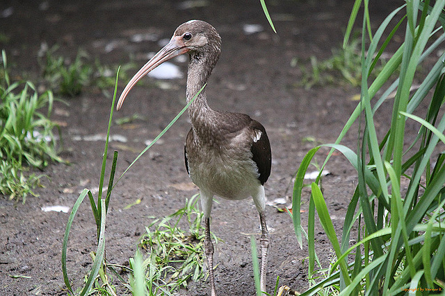 20100902 7888Tw [D~ST] Roter Sichler (Eudocimus ruber) [JV], Zoo Rheine