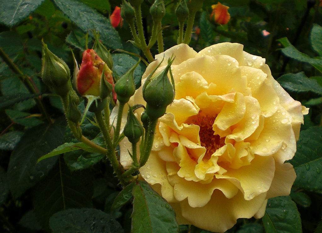 Rose am Schloss in Meersburg
