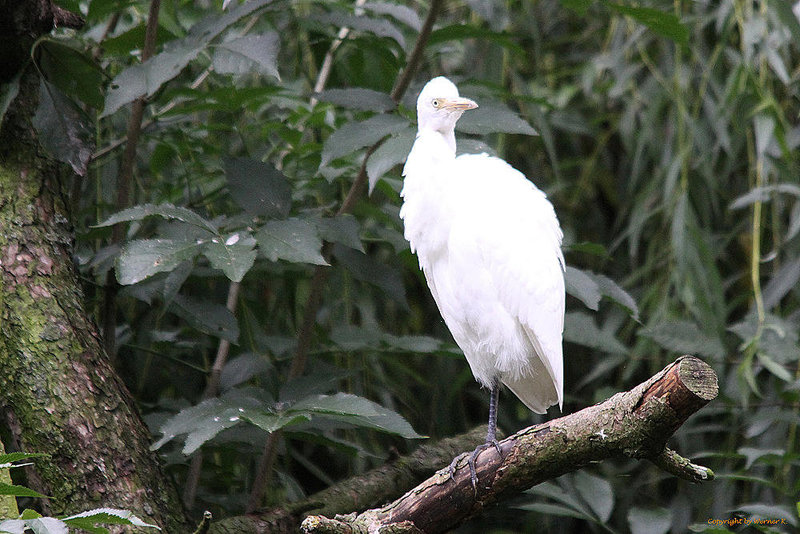 20100902 7886Tw [D~ST] Kuhreiher (Bubuleus ibis), Zoo Rheine