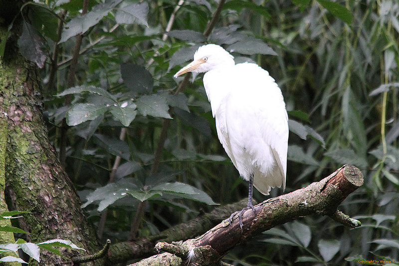 20100902 7887Tw [D~ST] Kuhreiher (Bubuleus ibis), Zoo Rheine