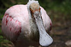 20100902 7896Tw [D~ST] Rosalöffler (Ajaia ajaja), Zoo Rheine