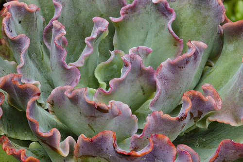 Blue Curls – National Arboretum, Washington DC