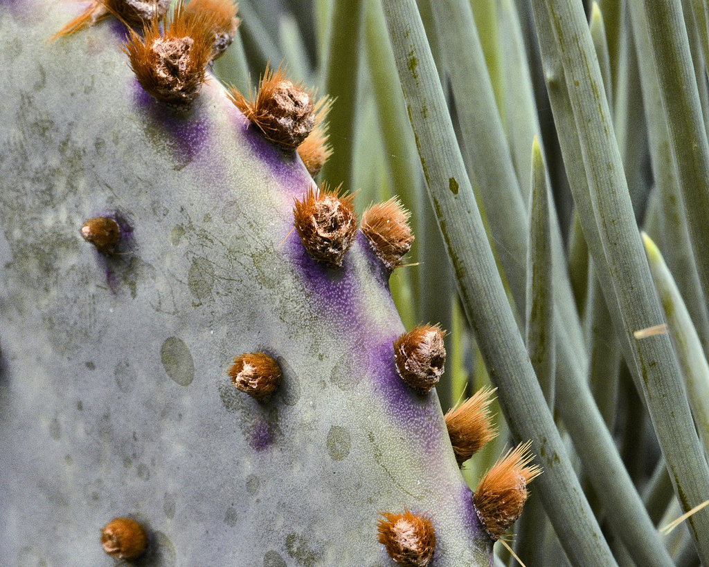 Prickly Pear #1 – National Arboretum, Washington DC