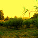 A-dos-Ruivos, pear orchard