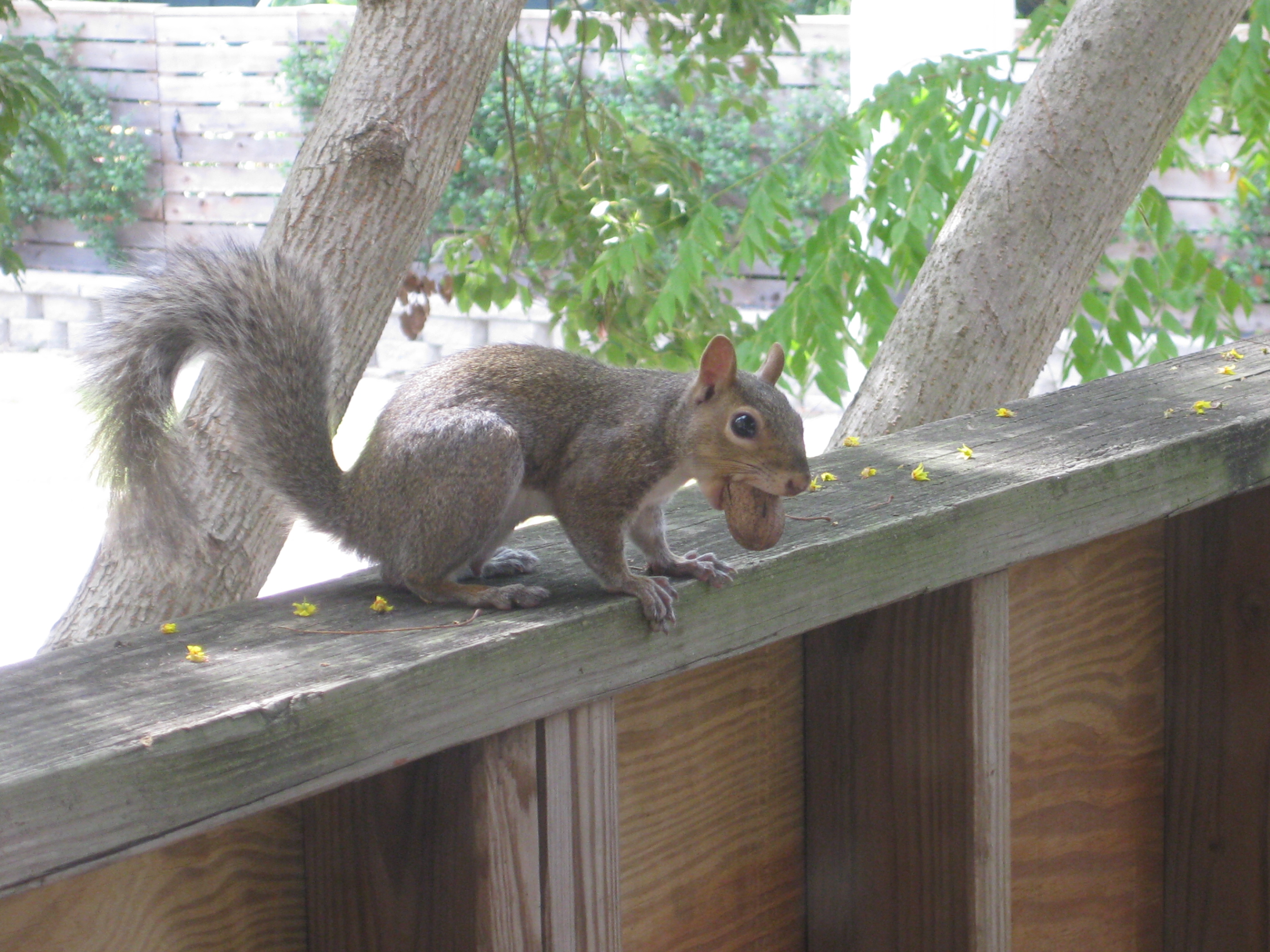squirrel with pecan