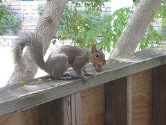 squirrel with pecan