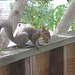 squirrel with pecan