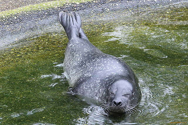 20100902 7909Aw [D~ST] Seehund (Phoca vitulina), Zoo Rheine