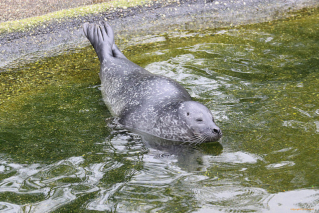 20100902 7910Aw [D~ST] Seehund (Phoca vitulina), Zoo Rheine