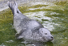 20100902 7911Aw [D~ST] Seehund (Phoca vitulina), Zoo Rheine