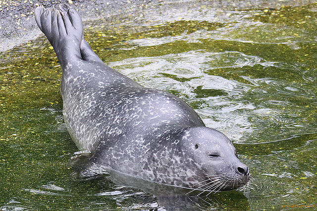 20100902 7911Aw [D~ST] Seehund (Phoca vitulina), Zoo Rheine