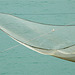 l'aile de la mer : un "trabucco"