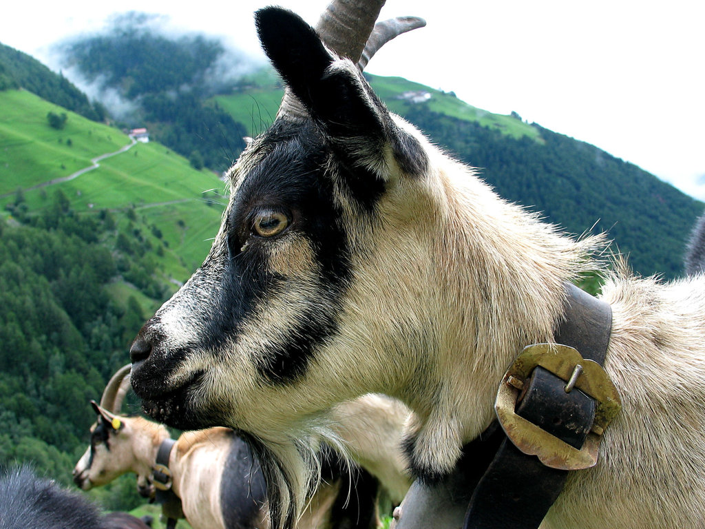 beim Geißenpeter