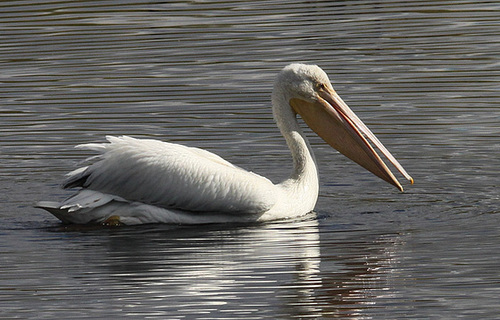 Pélican