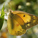 Orange Sulphur