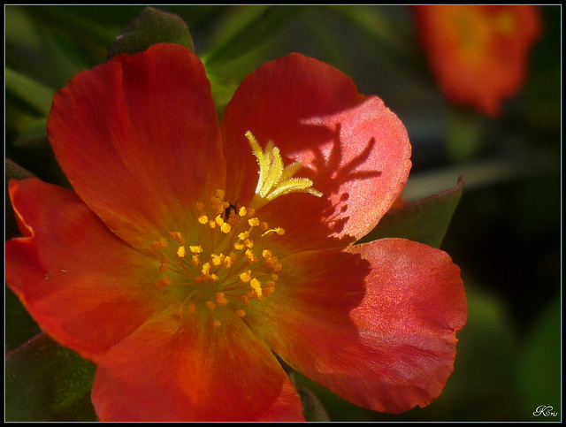 Fleur de pourprier