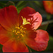 Fleur de pourprier