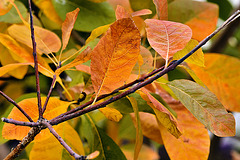 The Smoketree in Autumn – National Arboretum, Washington DC