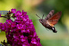 20100827 7719Tw [D~LIP] Taubenschwänzchen (Macroglossum stellatarum), Bad Salzuflen