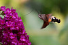 20100827 7718Tw [D~LIP] Taubenschwänzchen (Macroglossum stellatarum), Bad Salzuflen