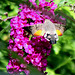 20100827 7717Tw [D~LIP] Taubenschwänzchen (Macroglossum stellatarum), Bad Salzuflen