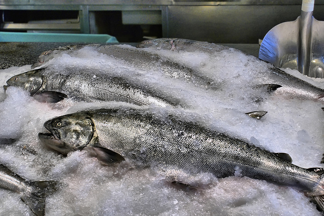 Cold Fish – Lonsdale Quay Market, North Vancouver, B.C.