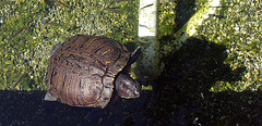Greystone Turtle 10-10-10 (7658)