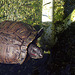 Greystone Turtle 10-10-10 (7658)