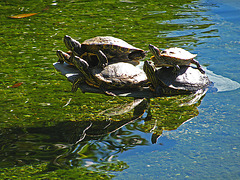 Greystone Turtles 10-10-10 (2132)