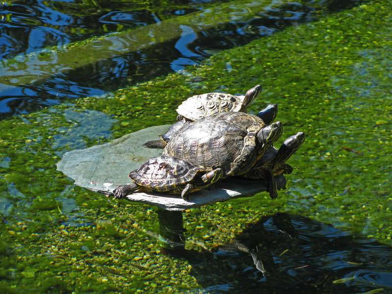 Greystone Turtles 10-10-10 (2133)