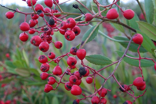 Vegetation at Cabrillo National Monument (8066)
