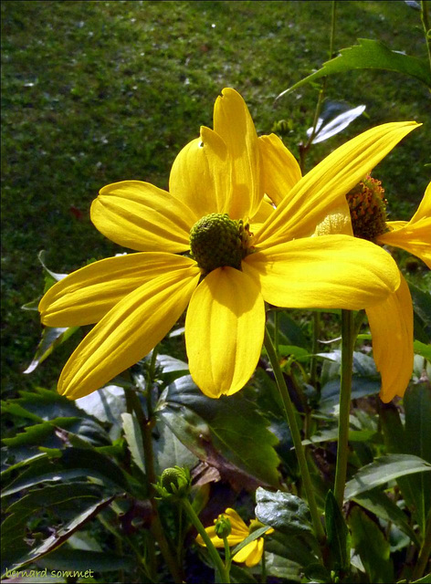 Un peu de soleil pour ceux qui sont sous la pluie