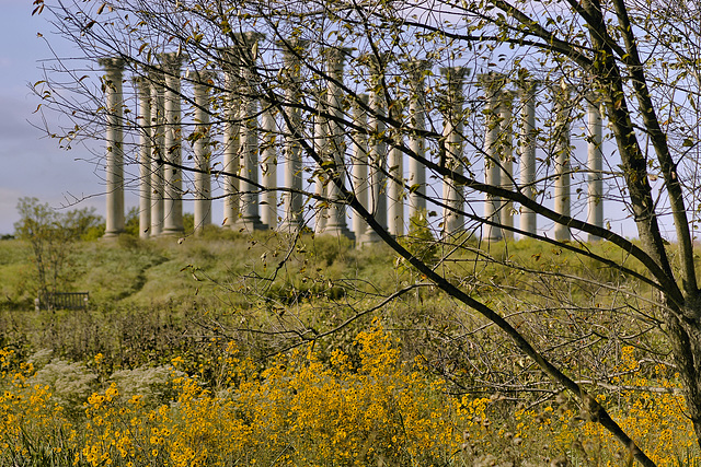 Field of Gold – National Arboretum, Washington DC