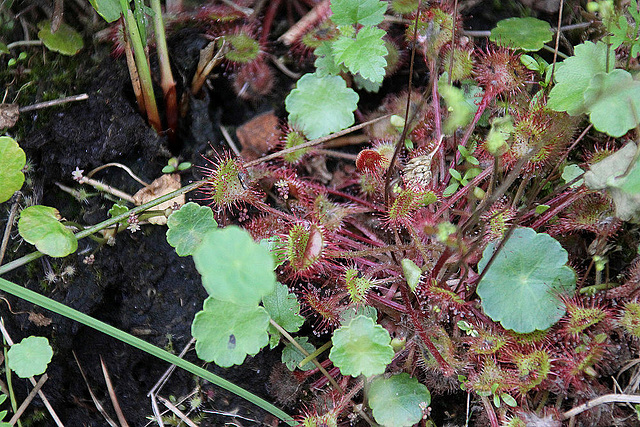 20100701 6238Aw [D~MI] Sonnentau, Großes Torfmoor, Hille