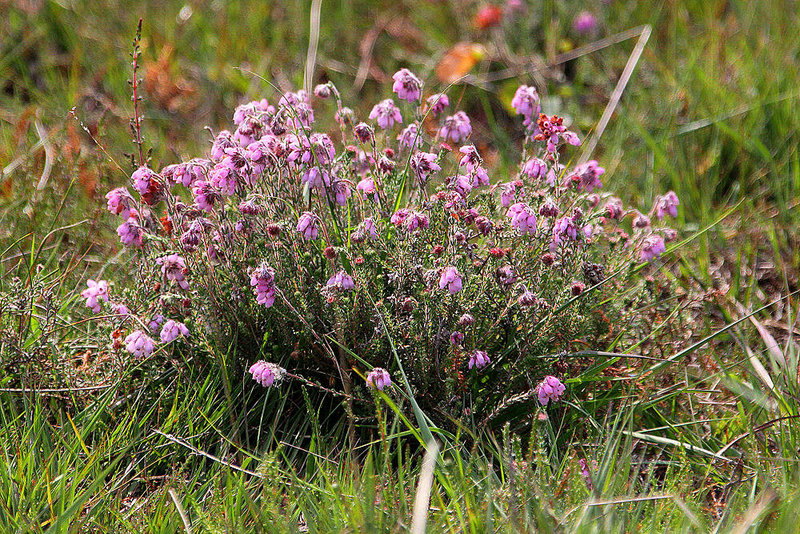20100701 6239Aw [D~MI] Glocken-Heide (Erika tetralix), Großes Torfmoor, Hille