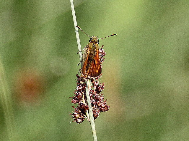 20100701 6241Aw [D~MI] Rostfarbiger Dickkopffalter (Ochlodes venatus), Großes Torfmoor, Hille