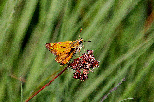 20100701 6247Aw [D~MI] Rostfarbiger Dickkopffalter (Ochlodes venatus), Großes Torfmoor, Hille